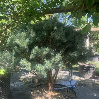 Schirmform 100-125 x 100-125 24-E52 1340 - Silberkiefer - Pinus sylvestris 'Watereri' - Collection