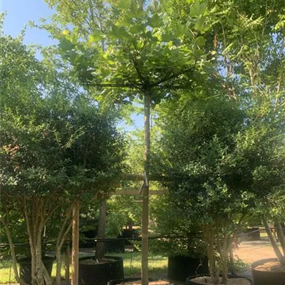 Dachform 20-25 24-B47-B50 1460 - Platane - Platanus hispanica - Collection