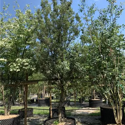 Halbstamm 20-25 24-1265 1446 - Stein-Eiche - Quercus ilex - Collection
