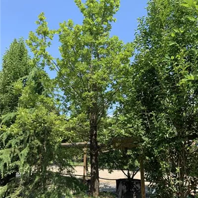 Solitär 450-500 Nr. HP23-182 4250 - Flaumeiche - Quercus pubescens - Collection