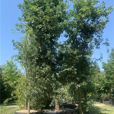 Solitär 600-650 24-8065 6050 - Flaumeiche - Quercus pubescens - Collection