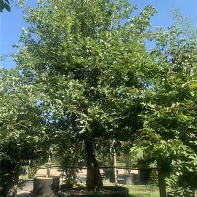 Solitär 450-500 VP24-8071 5980 - Flaumeiche - Quercus pubescens - Collection