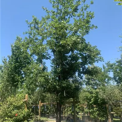 Solitär 450-500 VP24-8054 5150 - Flaumeiche - Quercus pubescens - Collection