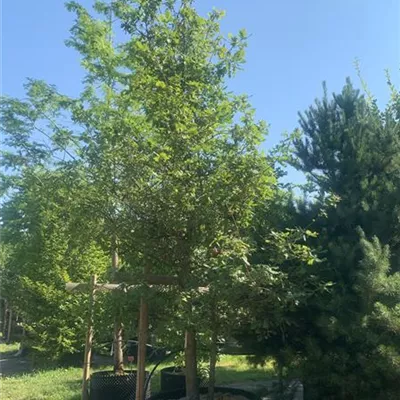 mehrstämmig 350-400 24-A75 1340 - Stieleiche - Quercus robur - Collection