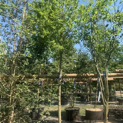 Hochstamm 24/25-C45 860 - Stieleiche - Quercus robur - Collection