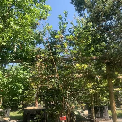 Solitär 25-105 1890 - Sommergrüne Azalee 'Homebush' - Rhododendron luteum 'Homebush' - Collection Solitär 25-105 1890 - Sommergrüne Azalee 'Homebush' - Rhododendron luteum 'Homebush' - Collection