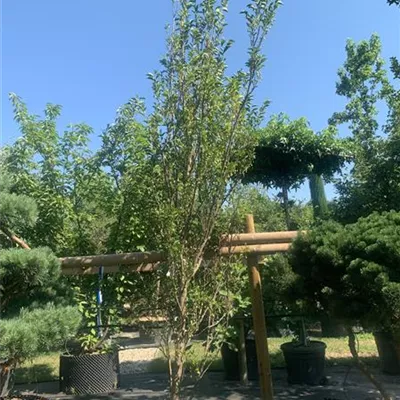 Solitär 350-400 HP24-570 1221 - Jap.Storaxbaum 'June Snow' - Styrax japonicus 'June Snow' - Collection