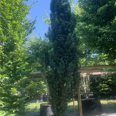 Solitär 275-300 HP24-707 1737 - Schmale Säuleneibe - Taxus baccata 'Fastigiata Robusta' - Collection