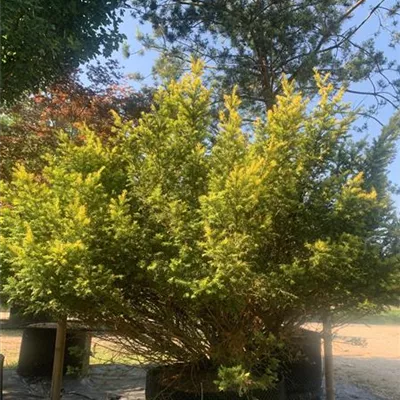 MB 300-325 313.251 3291 - Straucheibe 'Washingtonii' - Taxus baccata 'Washingtonii' - Collection