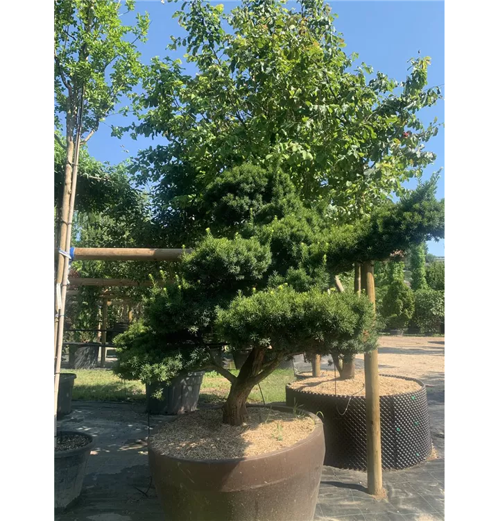 Taxus cuspidata 'Nana' - Collection, Japanische Zwergeibe 'Nana'