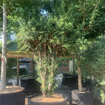 Schirmform 200-250 Nr.22.46D 2580 - Eibe 'Hillii' - Taxus media 'Hillii' - Collection