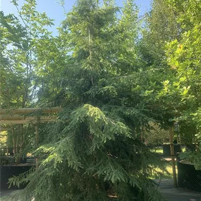 Solitär 300-350 HP24-724 1532 - Kanadische Hemlocktanne - Tsuga canadensis - Collection