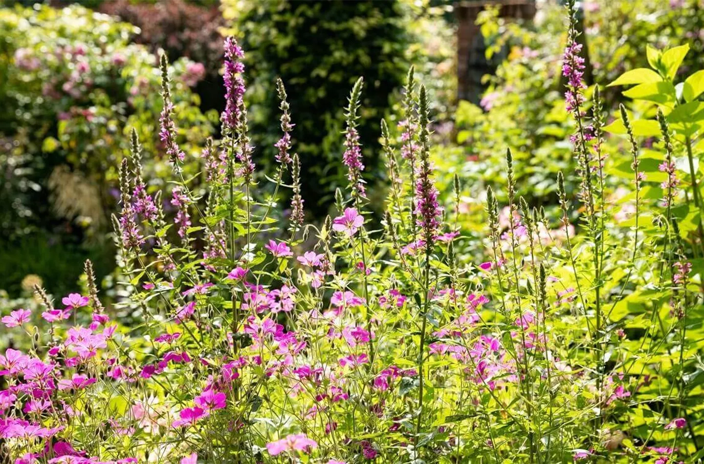 10 beliebte und blühende Sommerstauden für den Garten
