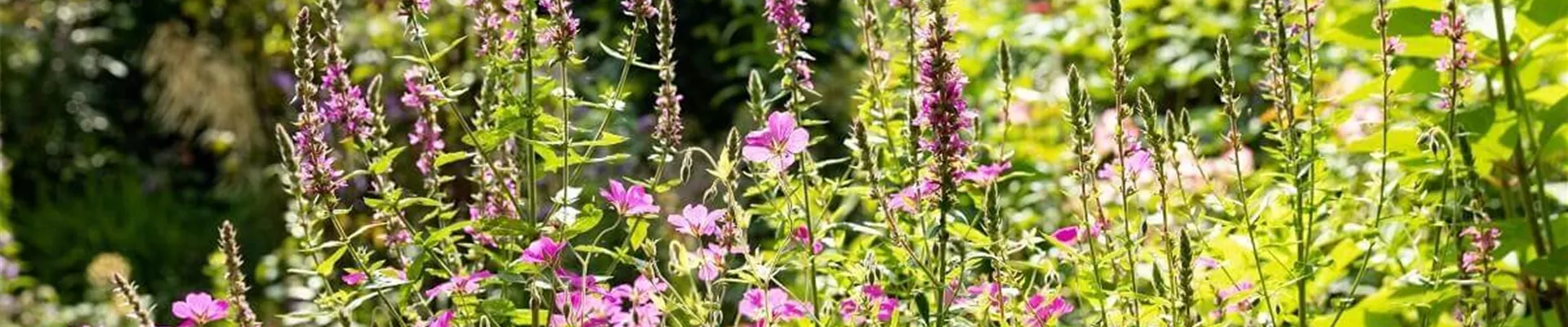 Sommerstauden-fuer-den-Garten