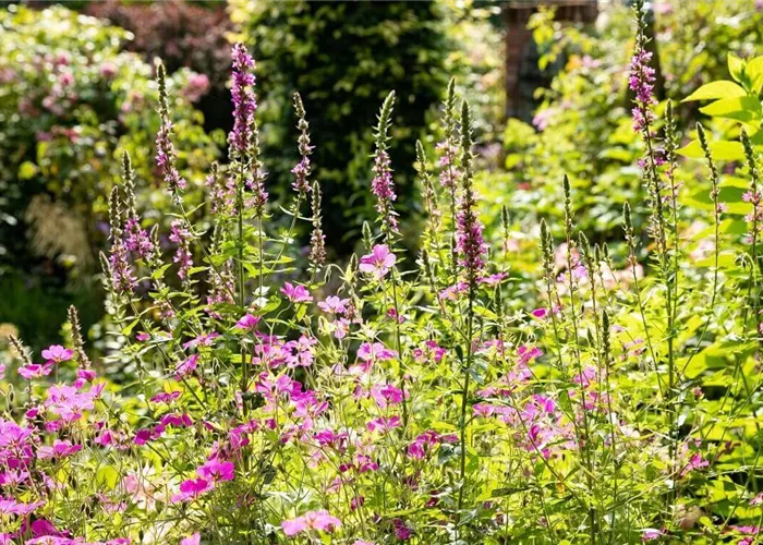 10 beliebte und blühende Sommerstauden für den Garten 10 beliebte und blühende Sommerstauden für den Garten