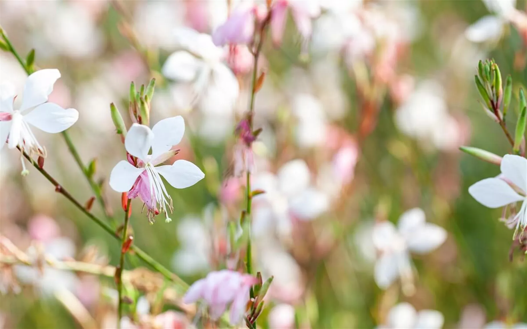 Prachtkerze als Sommerstaude