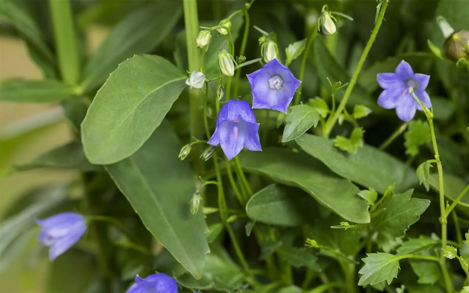 Glockenblume als Sommerstaude