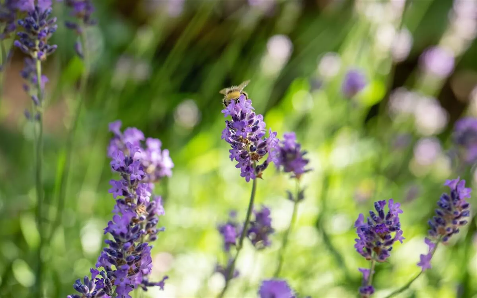 Lavendel als sommerblühende Staude