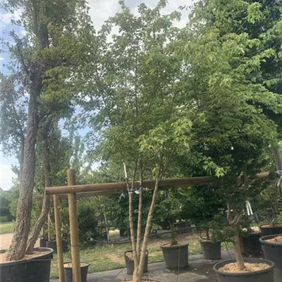 Schirmform 150-200 x 300-350 24-A37 1650 - Dreizahnahorn - Acer buergerianum - Collection