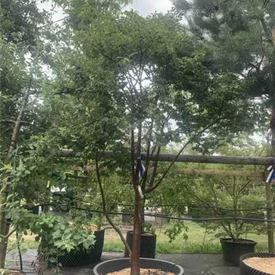 Schirmform 275-300 23-67B 2100 - Zimt-Ahorn - Acer griseum - Collection