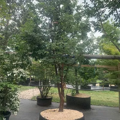 Solitär 250-275 24-C18 1770 - Zimt-Ahorn - Acer griseum - Collection