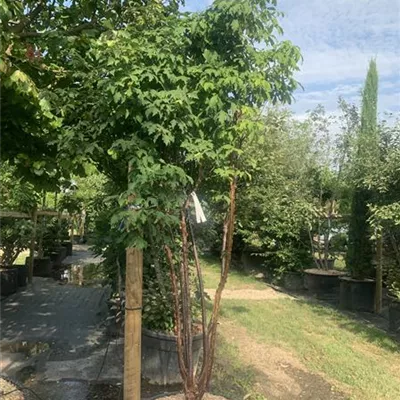 Solitär VK24-003 1377 - Zimt-Ahorn - Acer griseum - Collection