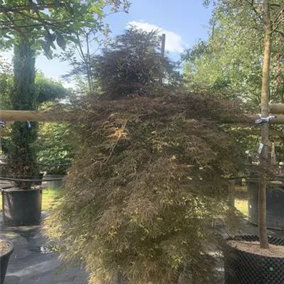 Solitär 25-068 2618 - Roter Schlitzahorn 'Ornatum' - Acer palmatum 'Ornatum' - Collection