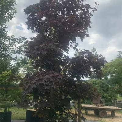 Solitär 400-450 HP24-195 1350 - Roter Spitzahorn 'Crimson King' - Acer platanoides 'Crimson King' - Collection
