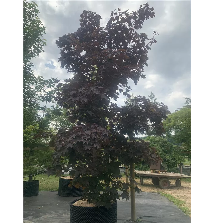 Roter Spitzahorn 'Crimson King' - Acer platanoides 'Crimson King' - Collection