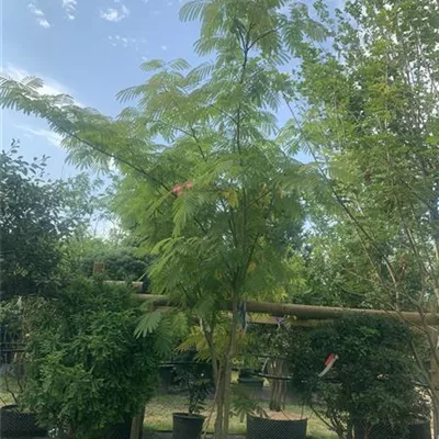 Solitär VP24-8006 2257 - Seidenbaum - Albizia julibrissin - Collection