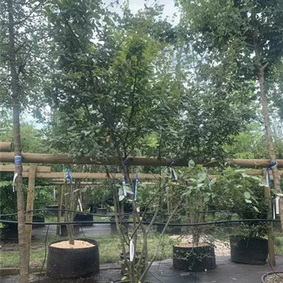 Schirmform VK24-019 1450 - Kupfer-Felsenbirne - Amelanchier lamarckii - Collection