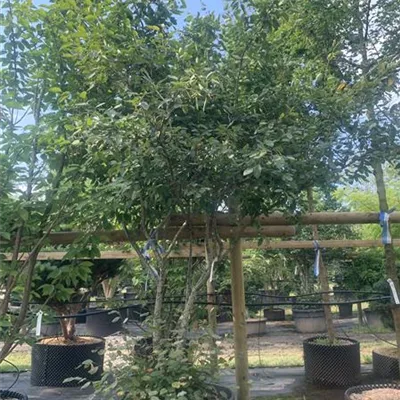Schirmform 25-075 1431 - Kupfer-Felsenbirne - Amelanchier lamarckii - Collection