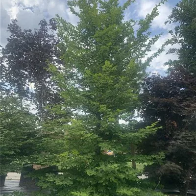 Solitär / EXC 400-450 HP24-236 1885 - Hainbuche,Weißbuche - Carpinus betulus - Collection