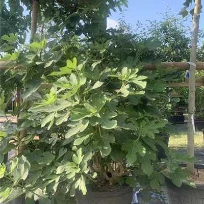 Solitär 25-067 1150 - Feige - Ficus carica CAC - Collection