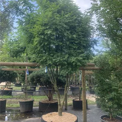 Schirmform 250-300 24-B84 1640 - Lederhülsenbaum 'Elegantissima' - Gleditsia triacanthos 'Elegantissima' - Collection