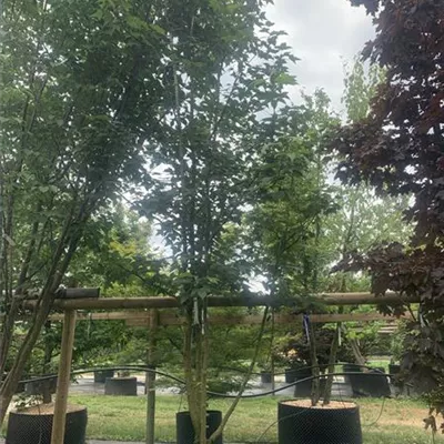 Schirmform 25-106 1790 - Chin.Amberbaum - Liquidambar formosana - Collection