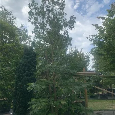 Solitär 250-275 HP24-440 3205 - Amerikanischer Amberbaum - Liquidambar styraciflua - Collection