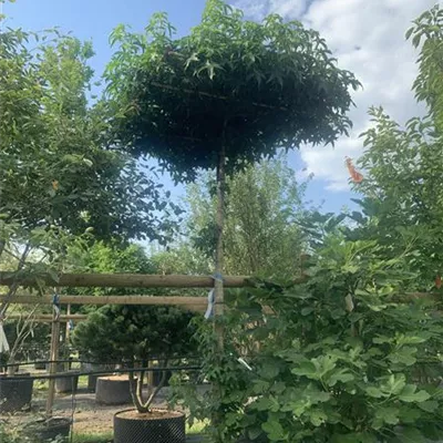 Hochstamm dachform 25-073 - Amerikanischer Amberbaum - Liquidambar styraciflua - Collection
