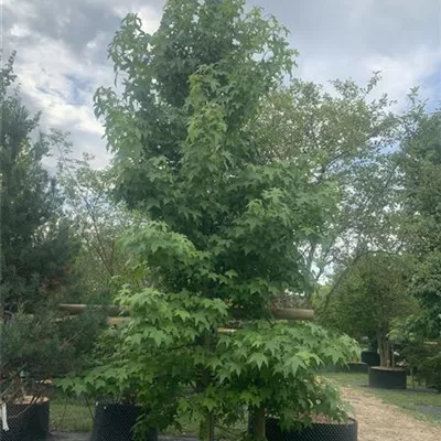 Solitär / EXC VP24-8050 1250 - Amerikanischer Amberbaum - Liquidambar styraciflua - Collection