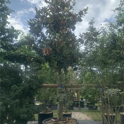Hochstamm GO24-44 3000 - Baum-Magnolie 'Galissonniere' - Magnolia grandiflora 'Galissonniere' - Collection