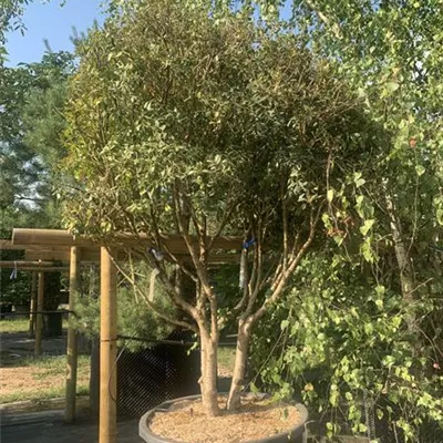 Schirmform VP24-8031 2481 - Burkwoods Duftblüte - Osmanthus burkwoodii - Collection