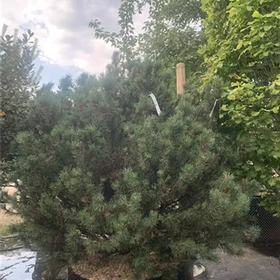 Solitär 125-150 x 125-150 24-A67 1190 - Krummholz-Kiefer - Pinus mugo mughus - Collection