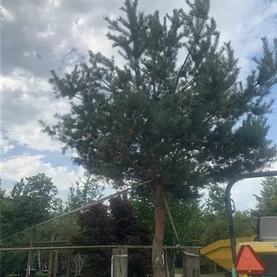 Charakterbaum 40-45 23-74D 6300 - Kiefer - Pinus sylvestris - Collection