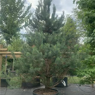 Solitär 25-121 2800 - Kiefer - Pinus sylvestris - Collection