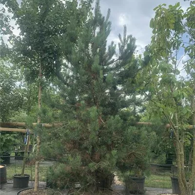 Solitär 25-125 2800 - Kiefer - Pinus sylvestris - Collection