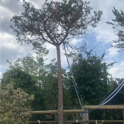 Hochstamm 25-143 5400 - Wald-Kiefer 'Glauca' - Pinus sylvestris 'Glauca' - Collection