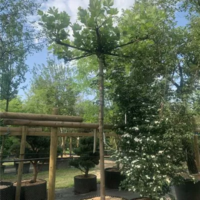 Dachform 20-25 24-B47-B50 1460 - Platane - Platanus hispanica - Collection