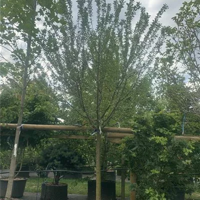 Halbstamm 18-20 SCH23-006 - Prunus (Pflaume9 'Damassine' - Collection