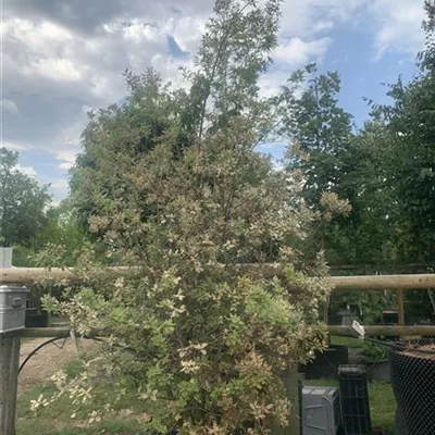 Solitär / EXC 200-225 HP24-548 / 24-1309 880 - Stein-Eiche - Quercus ilex - Collection