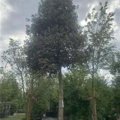 Hochstamm 24-8048 4995 - Stein-Eiche - Quercus ilex - Collection